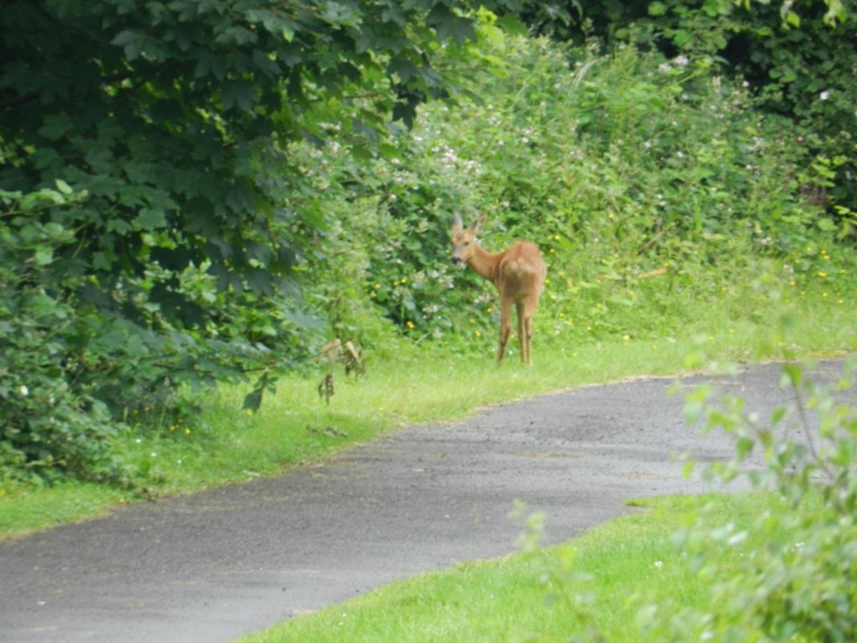 Greenways Valley Holiday Park Hotel Great Torrington Luaran gambar